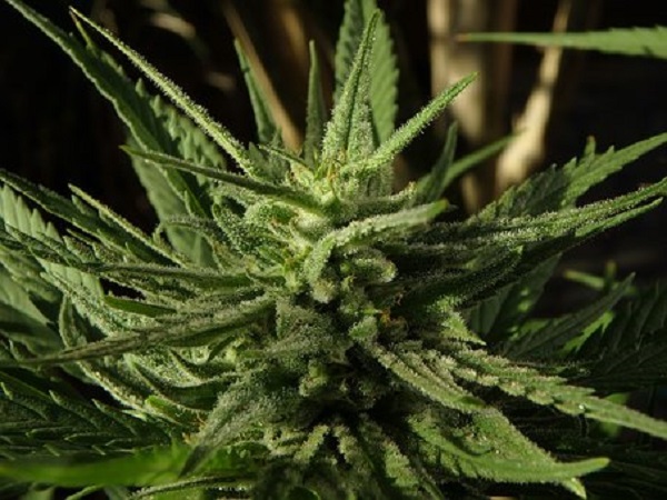Над 10 кг марихуана са открити на ГКПП Видин Задържан