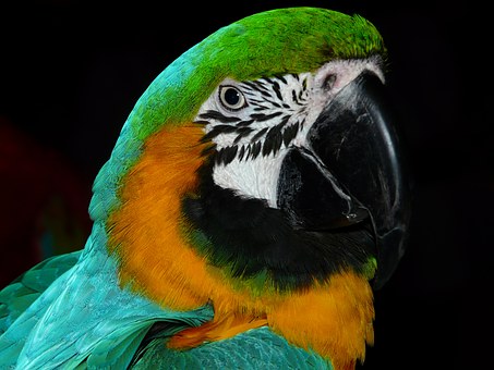 Изложба на папагали откриха във Велико Търново Птиците не са