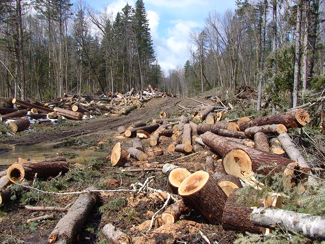 Жителите на няколко столични квартала недоволстват срещу изсичането на гората