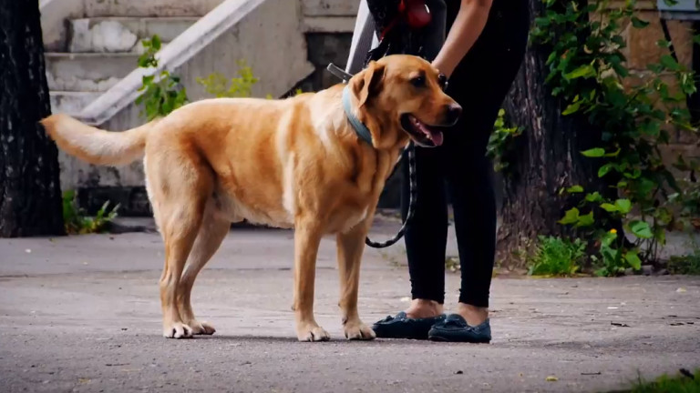 Започна кампанията за безплатно кастриране на дворни домашни кучета организирана