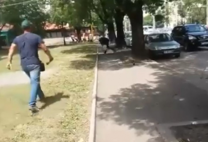 Гарвани накълваха по главата мъж на улица в София За